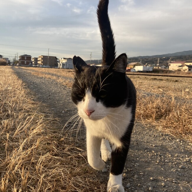 一般社団法人にくきゅうずのカバー写真