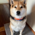 人が大好きな柴犬です！