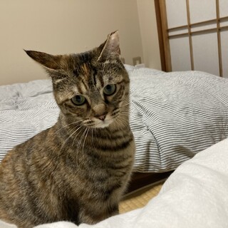 可愛いキジサビ柄女の子