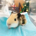 モルモット里親さん※一時停止中