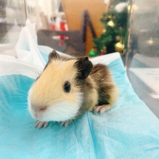 モルモット里親さん※一時停止中