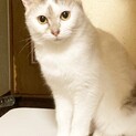マンチ風もふもふパステルちゃん約4ヶ月