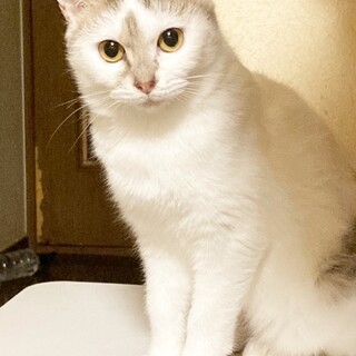 マンチ風もふもふパステルちゃん約4ヶ月