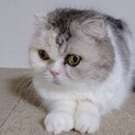 フミちゃんマンチカン