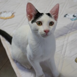 甘えん坊な男の子☆お膝猫