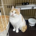 美猫スコのおから、性格はお姫様で可愛いです