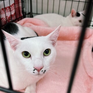 4/2西千葉ෆ⃛後ろ足にハンデෆ⃛ゴマちゃん