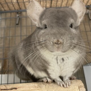 素敵な里親様が決定しました！