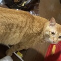 オスの茶色の猫ちゃん