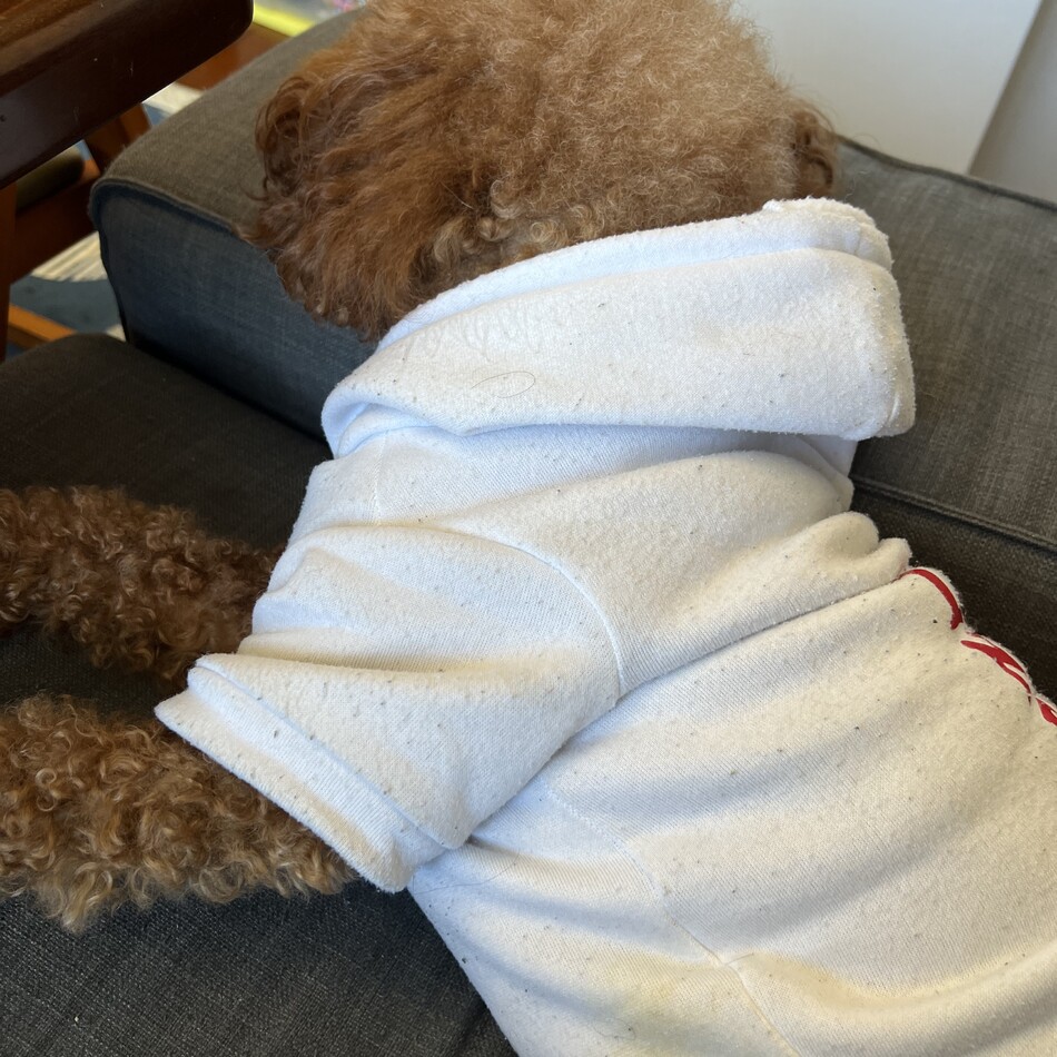 ロビンのカバー写真