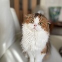 【急募】避妊手術必須