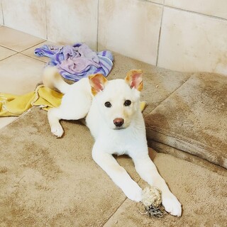 人懐っこく少し大きめの3ヶ月の男の子