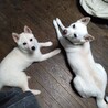 賢くて可愛い♡幼犬プティちゃん サムネイル3
