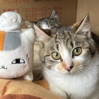 ３きょうだい　三毛ねこのあずきちゃん
