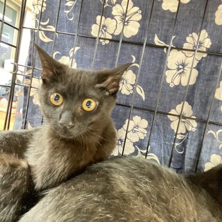 テレサ♀探検大好き女の子