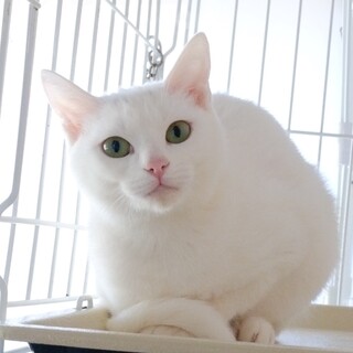 おでこに点のてんちゃん♡かわいいよ