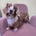 おっとりマイペースなマーチちゃん★推定4歳♀