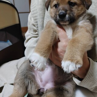 大型犬仔犬　女の子