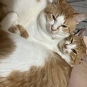 猫ちゃん2匹一緒にお願いします
