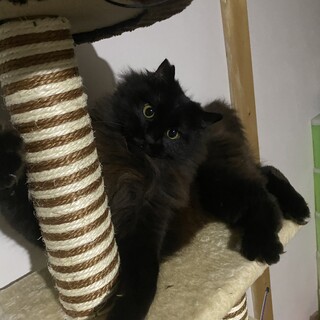 雑種の黒です。人懐っこい性格です。