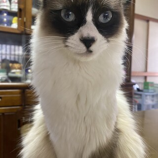 パンダみたいな猫