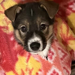 一旦募集停止しますとってもいい子に育っています