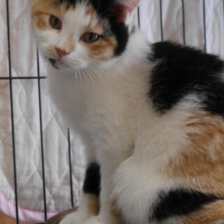 かわいい三毛猫