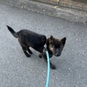 甲斐犬　仔犬　5ヶ月