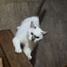 たまちゃんの元気な時。2023年2月27日亡くなりました、いい子だった！