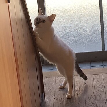 いつも爪を研いでたたまちゃん。