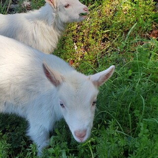 子やぎ(メス)２ヶ月　二匹
