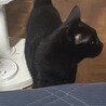 クロちゃんも居るよ！