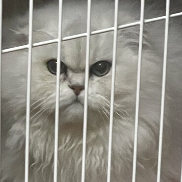 このサイトで里親になったペルシャ猫のココ