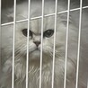 このサイトで里親になったペルシャ猫のココ