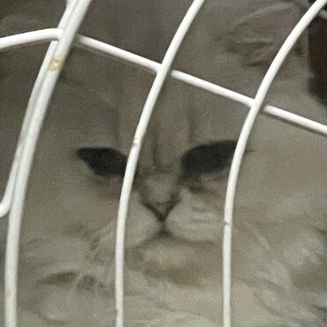 このサイトで里親になったもう１匹のペルシャ猫のソラ。残念ながら下痢が酷くて獣医さんに検査してもらったら猫コロナウィルスに感染してました。