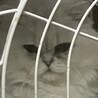 このサイトで里親になったもう１匹のペルシャ猫のソラ。残念ながら下痢が酷くて獣医さんに検査してもらったら猫コロナウィルスに感染してました。