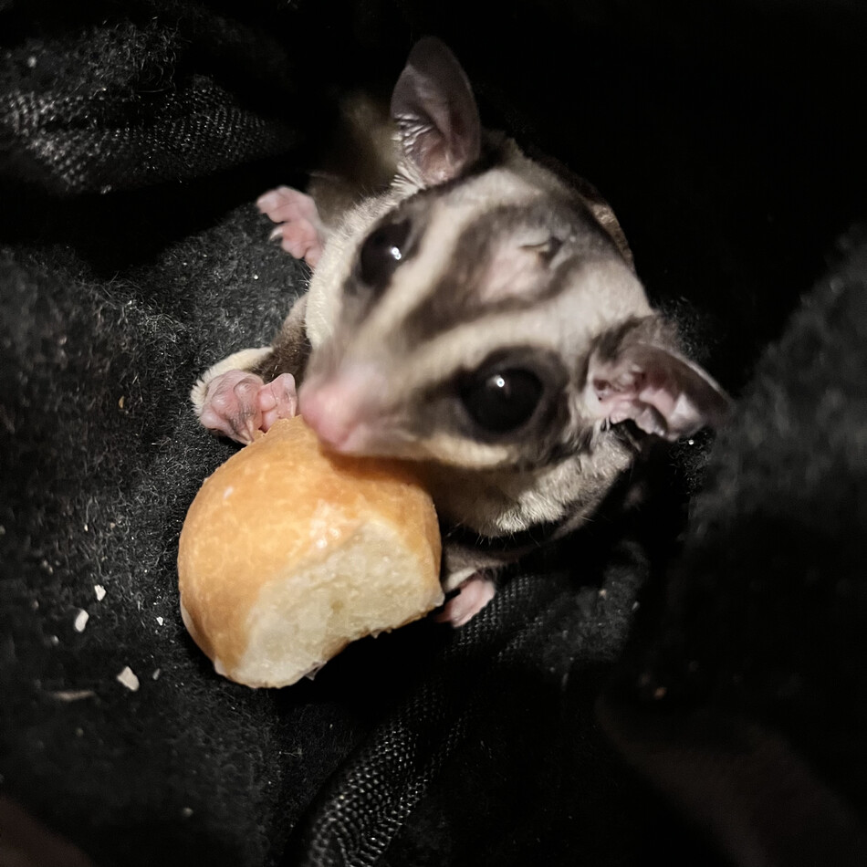 大和(やまちゃんと呼んでます)のカバー写真