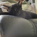 マイペースだけど優しい黒猫ちゃん！！