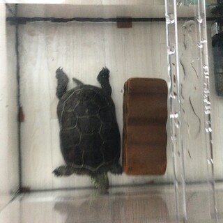 クサガメの飼主募集します！！