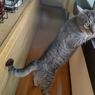 ぼくちゃんエイズ陽性じゃけれども