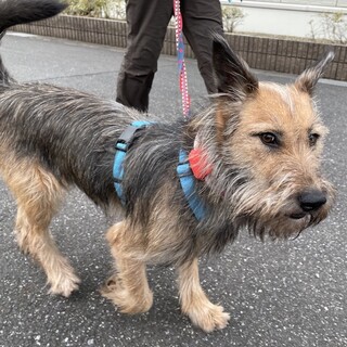 怖いこと克服中、慎重なテリアMIXかのこ