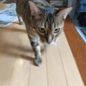 超絶人なつっこいベンガルの♂
