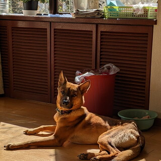 臆病でシャイなボビちゃんを家族に（去勢済）