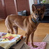 臆病でシャイなボビちゃんを家族に（去勢済） サムネイル2