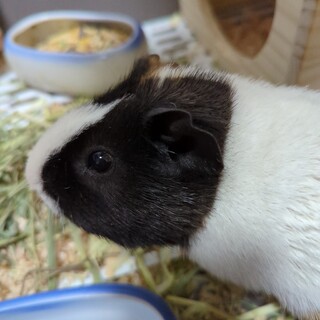イングリッシュモルモットの男の子、里親募集。