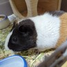 イングリッシュモルモットの男の子、里親募集。 サムネイル2