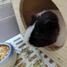 イングリッシュモルモットの男の子、里親募集。 サムネイル3
