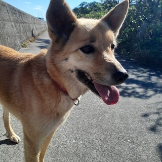 外飼い女子の子で番犬として頑張っています。