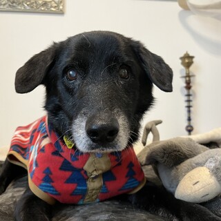 雑種　10歳　去勢済み　穏やかな子