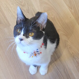 3/5荒川区　あお君　人が大好き！